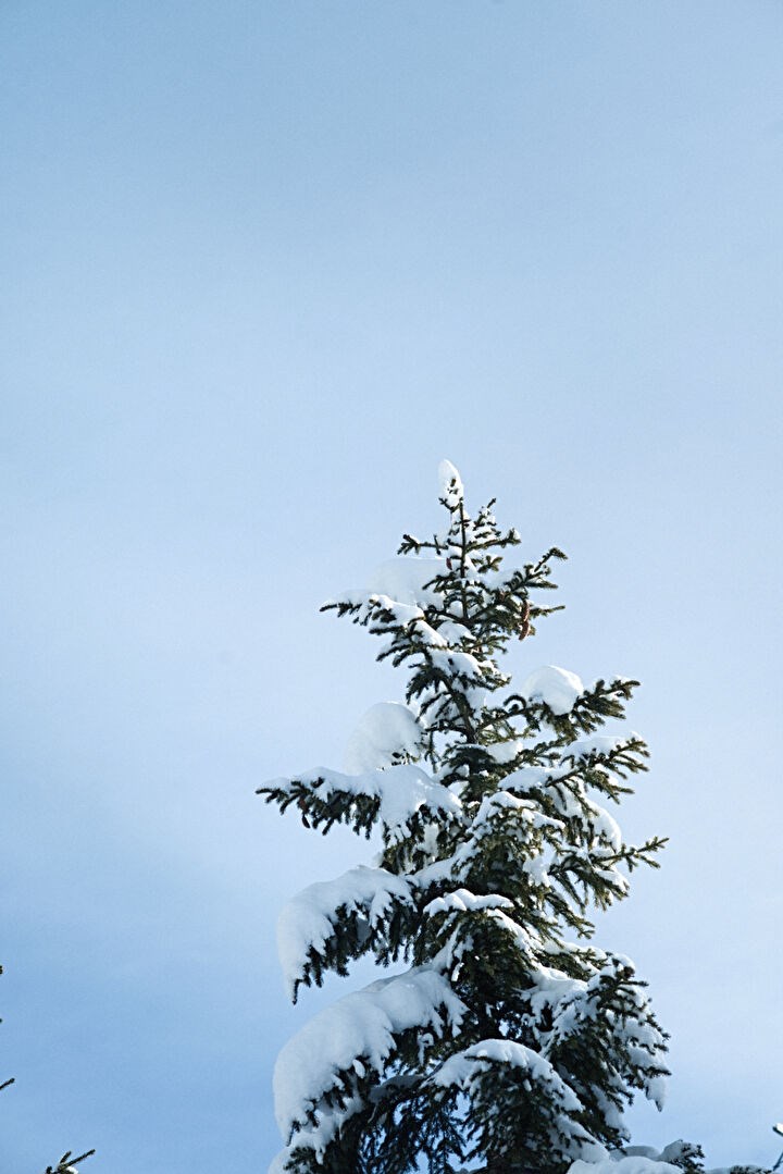 Charming ski-in/ski-out chalet in Megève
