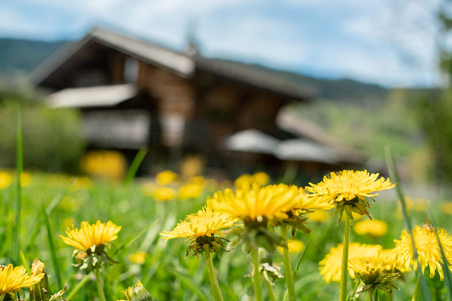 Un refuge discret à Megève
